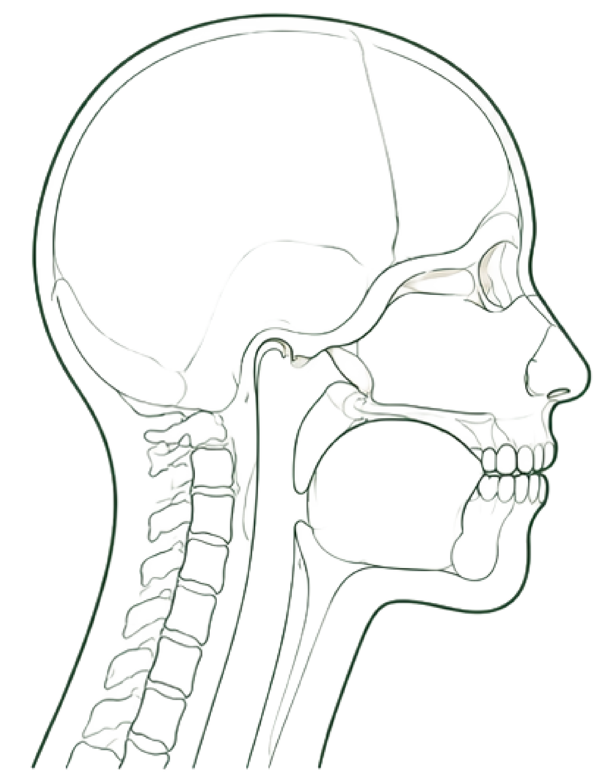 Infant craniofacial structure, line illustration