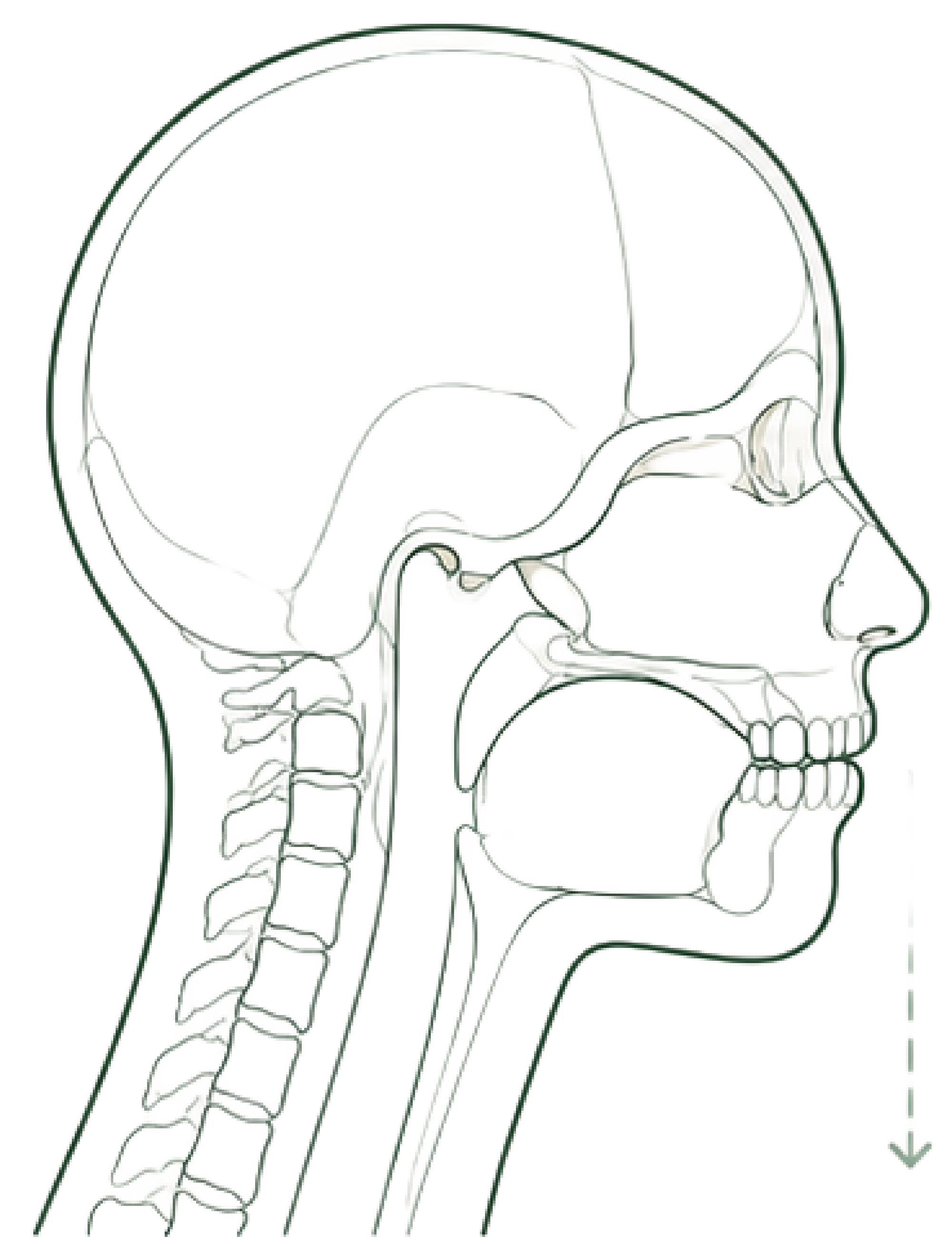 Child mid-growth craniofacial structure, line illustration