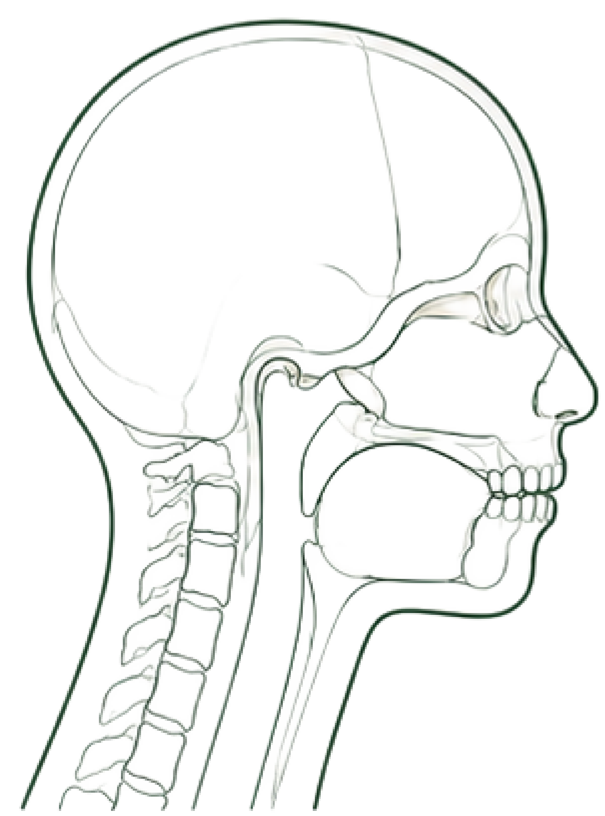 Adolescent craniofacial structure, line illustration