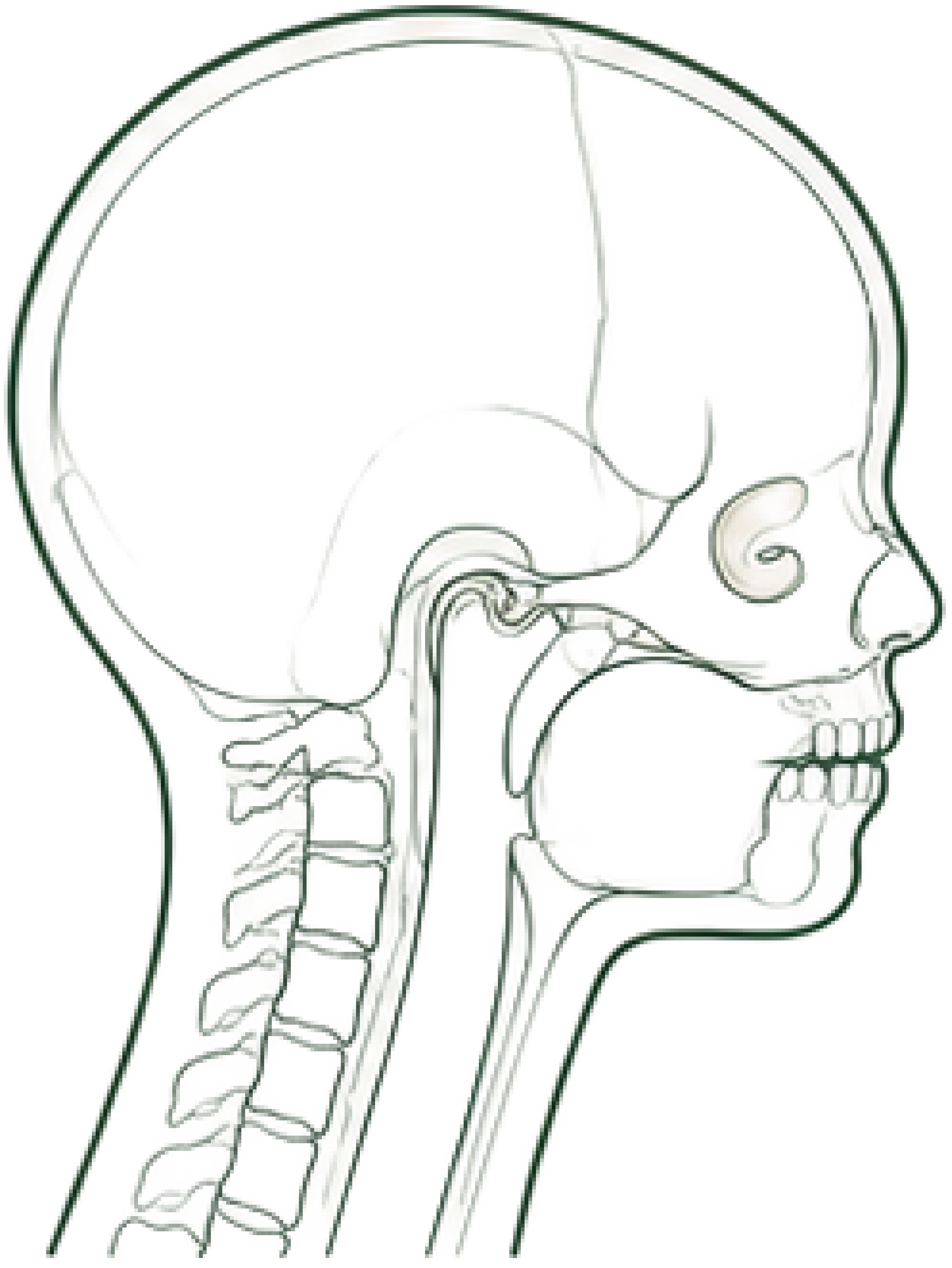 Adult craniofacial structure, line illustration