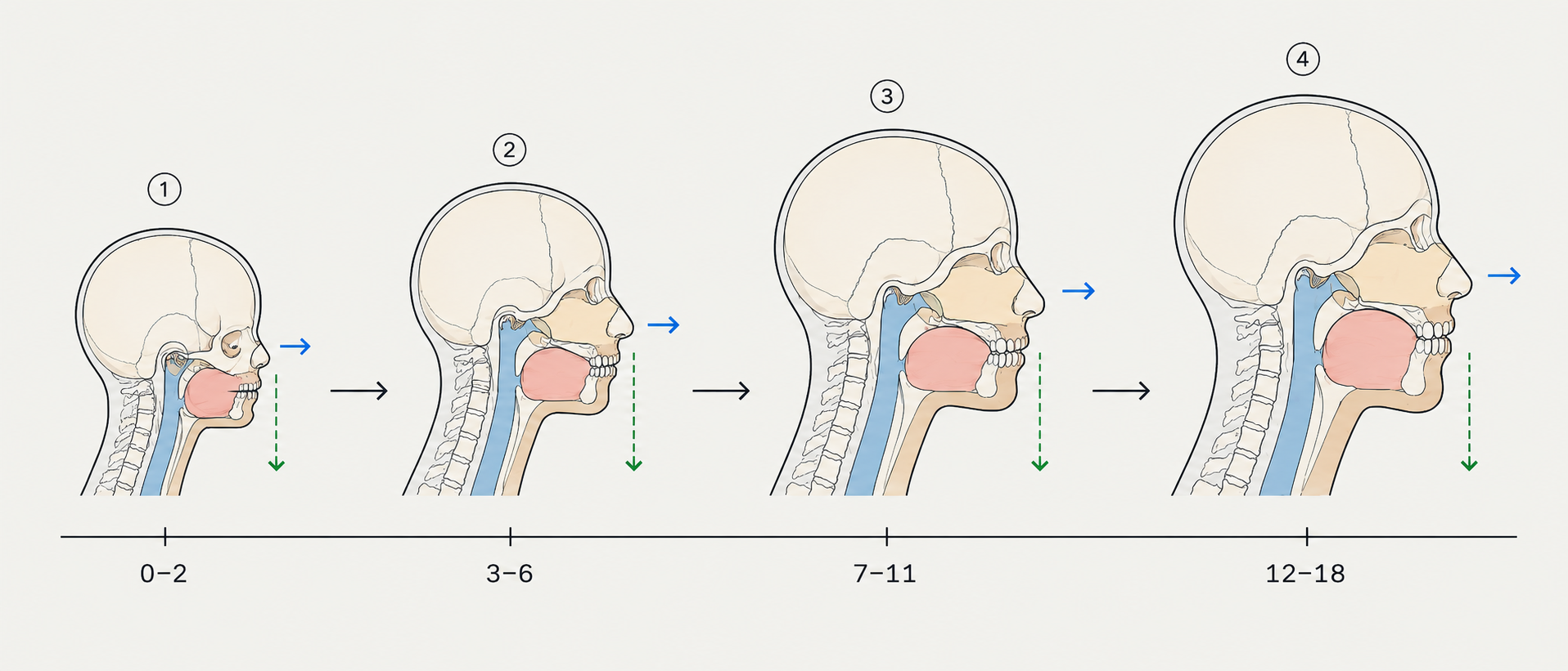 Craniofacial development stages